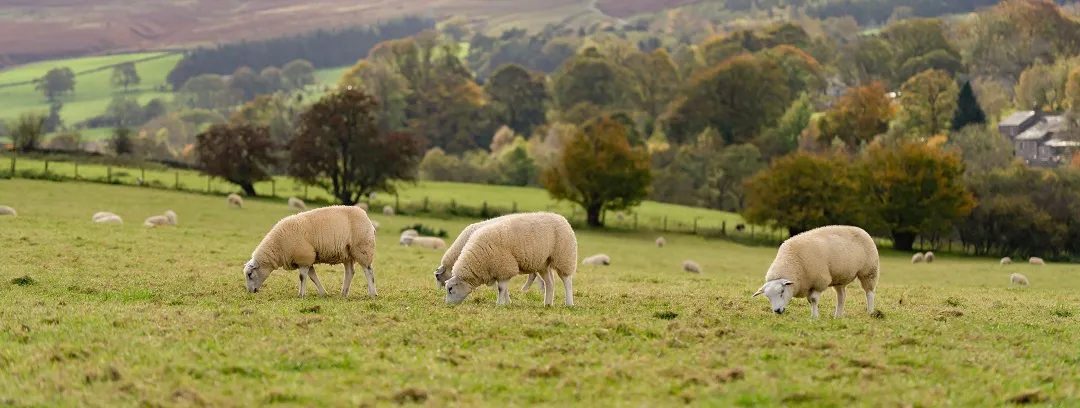 Farm services