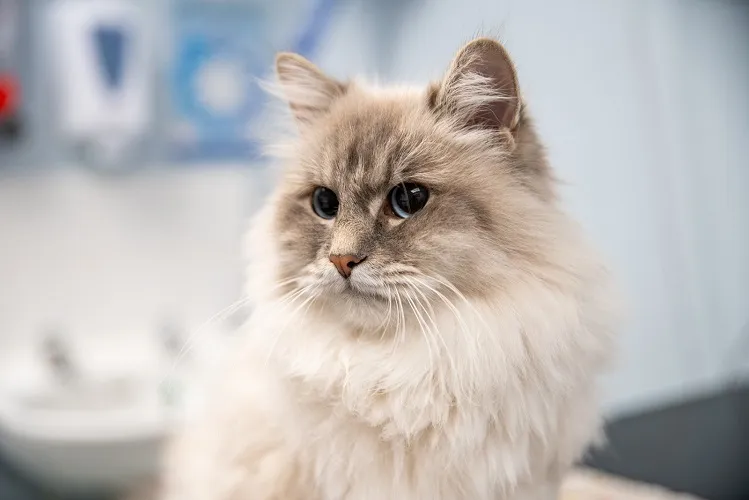 Microchipping Image