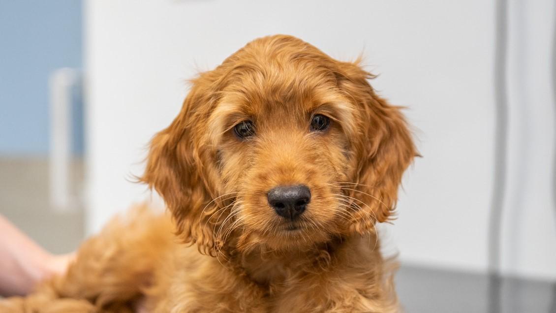 Puppy