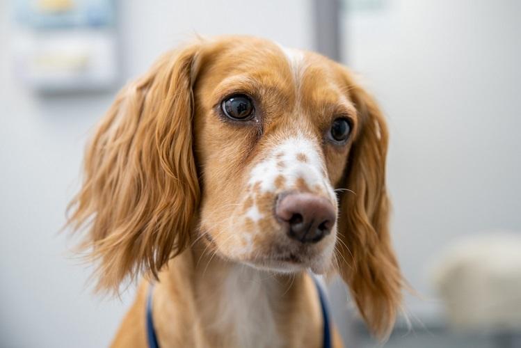 Spaniel
